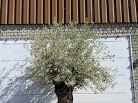 Olijfboom bonsai xl - olea europaea - ca. 150 jaar oud - hoogte ca. 280 cm - afbeelding 5 van  6