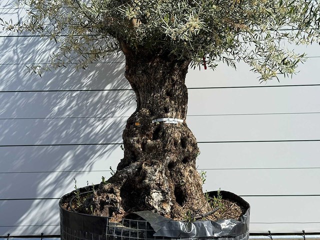 Olijfboom bonsai xl - olea europaea - ca. 150 jaar oud - hoogte ca. 280 cm - afbeelding 6 van  6