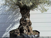 Olijfboom bonsai xl - olea europaea - ca. 150 jaar oud - hoogte ca. 280 cm - afbeelding 6 van  6