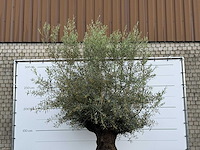 Olijfboom bonsai xl - olea europaea - ca. 150 jaar oud - hoogte ca. 280 cm