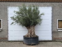 Olijfboom bonsai xl - olea europaea - ca. 150 jaar oud - hoogte ca. 280 cm