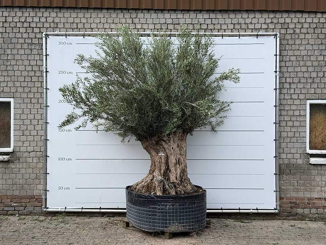 Olijfboom bonsai xl - olea europaea - ca. 150 jaar oud - hoogte ca. 280 cm - afbeelding 2 van  5