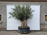 Olijfboom bonsai xl - olea europaea - ca. 150 jaar oud - hoogte ca. 280 cm - afbeelding 2 van  5