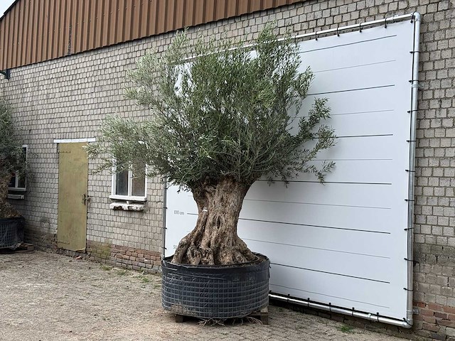 Olijfboom bonsai xl - olea europaea - ca. 150 jaar oud - hoogte ca. 280 cm - afbeelding 3 van  5