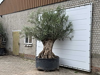 Olijfboom bonsai xl - olea europaea - ca. 150 jaar oud - hoogte ca. 280 cm - afbeelding 3 van  5