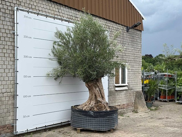 Olijfboom bonsai xl - olea europaea - ca. 150 jaar oud - hoogte ca. 280 cm - afbeelding 4 van  5