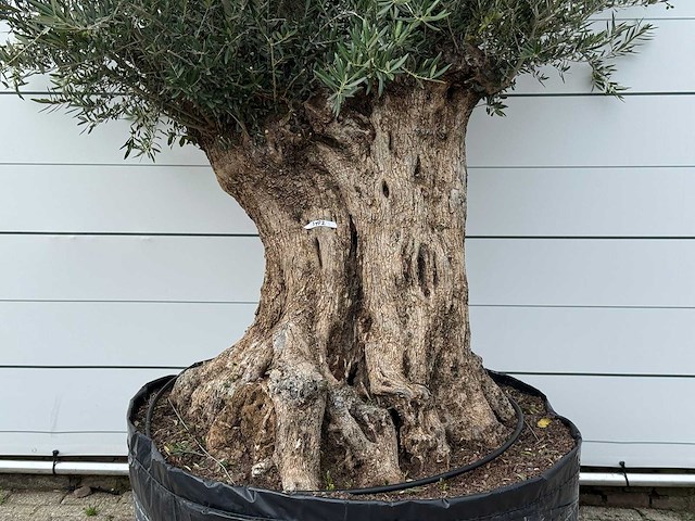 Olijfboom bonsai xl - olea europaea - ca. 150 jaar oud - hoogte ca. 280 cm - afbeelding 5 van  5
