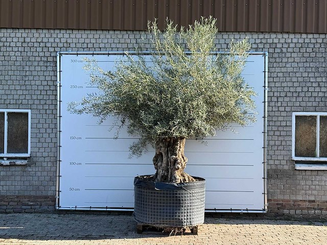 Olijfboom bonsai xl - olea europaea - ca. 150 jaar oud - hoogte ca. 280 cm - afbeelding 1 van  6