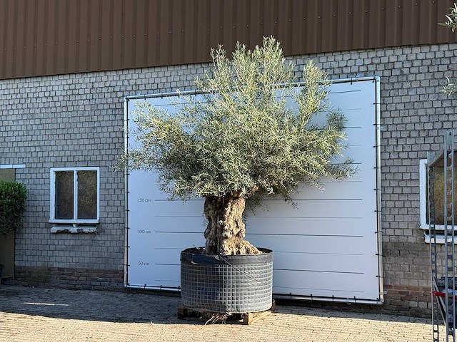 Olijfboom bonsai xl - olea europaea - ca. 150 jaar oud - hoogte ca. 280 cm - afbeelding 2 van  6
