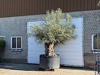Olijfboom bonsai xl - olea europaea - ca. 150 jaar oud - hoogte ca. 280 cm - afbeelding 2 van  6