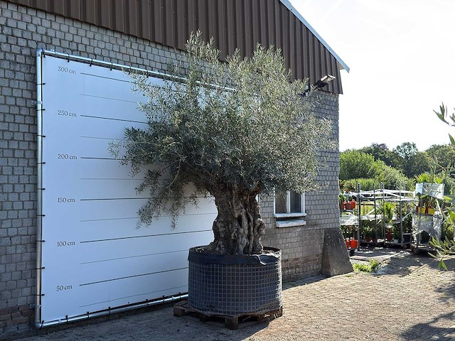 Olijfboom bonsai xl - olea europaea - ca. 150 jaar oud - hoogte ca. 280 cm - afbeelding 3 van  6