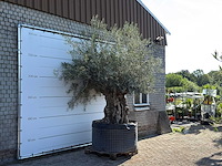 Olijfboom bonsai xl - olea europaea - ca. 150 jaar oud - hoogte ca. 280 cm - afbeelding 3 van  6