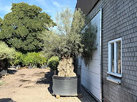 Olijfboom bonsai xl - olea europaea - ca. 150 jaar oud - hoogte ca. 280 cm - afbeelding 4 van  6