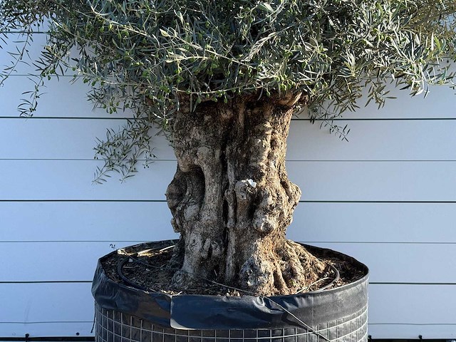 Olijfboom bonsai xl - olea europaea - ca. 150 jaar oud - hoogte ca. 280 cm - afbeelding 5 van  6