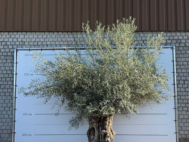 Olijfboom bonsai xl - olea europaea - ca. 150 jaar oud - hoogte ca. 280 cm - afbeelding 6 van  6