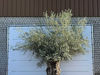 Olijfboom bonsai xl - olea europaea - ca. 150 jaar oud - hoogte ca. 280 cm - afbeelding 6 van  6