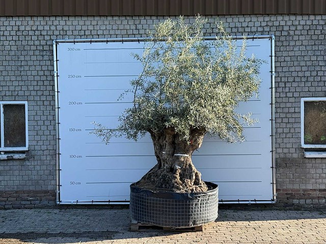 Olijfboom bonsai xl - olea europaea - ca. 150 jaar oud - hoogte ca. 280 cm - afbeelding 1 van  7