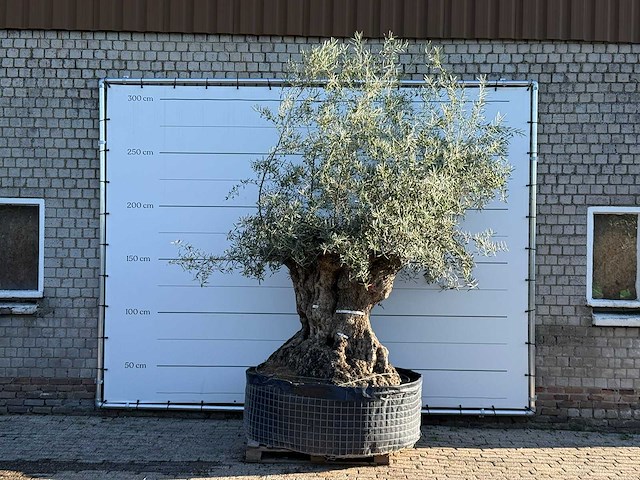 Olijfboom bonsai xl - olea europaea - ca. 150 jaar oud - hoogte ca. 280 cm - afbeelding 2 van  7