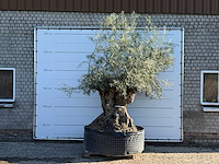 Olijfboom bonsai xl - olea europaea - ca. 150 jaar oud - hoogte ca. 280 cm - afbeelding 2 van  7