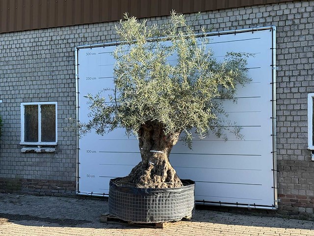 Olijfboom bonsai xl - olea europaea - ca. 150 jaar oud - hoogte ca. 280 cm - afbeelding 3 van  7
