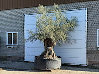 Olijfboom bonsai xl - olea europaea - ca. 150 jaar oud - hoogte ca. 280 cm - afbeelding 3 van  7