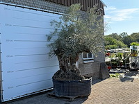 Olijfboom bonsai xl - olea europaea - ca. 150 jaar oud - hoogte ca. 280 cm - afbeelding 4 van  7