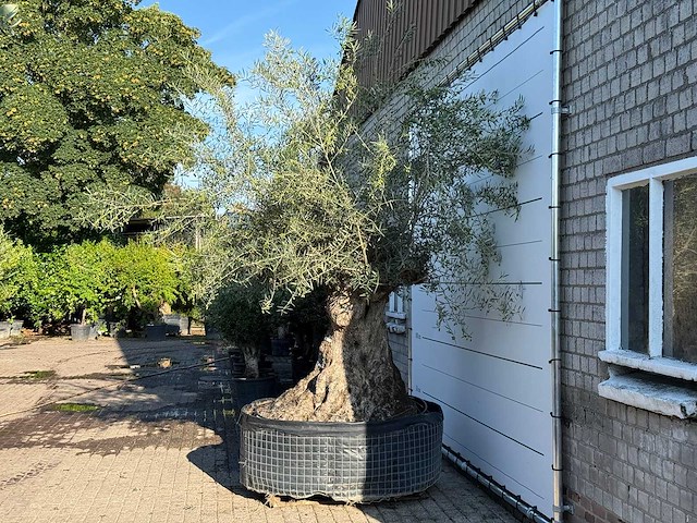 Olijfboom bonsai xl - olea europaea - ca. 150 jaar oud - hoogte ca. 280 cm - afbeelding 5 van  7