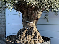 Olijfboom bonsai xl - olea europaea - ca. 150 jaar oud - hoogte ca. 280 cm - afbeelding 6 van  7