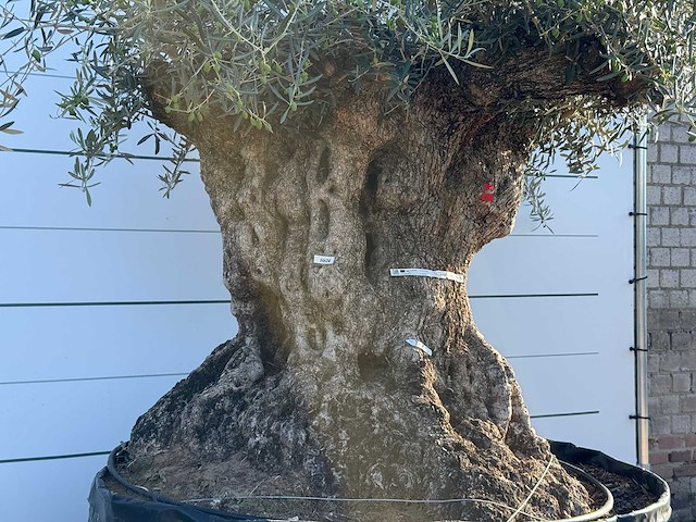 Olijfboom bonsai xl - olea europaea - ca. 150 jaar oud - hoogte ca. 280 cm - afbeelding 7 van  7
