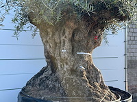 Olijfboom bonsai xl - olea europaea - ca. 150 jaar oud - hoogte ca. 280 cm - afbeelding 7 van  7