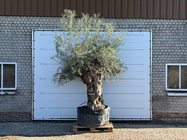 Olijfboom bonsai xl - olea europaea - ca. 150 jaar oud - hoogte ca. 280 cm - afbeelding 1 van  7