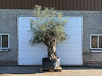 Olijfboom bonsai xl - olea europaea - ca. 150 jaar oud - hoogte ca. 280 cm