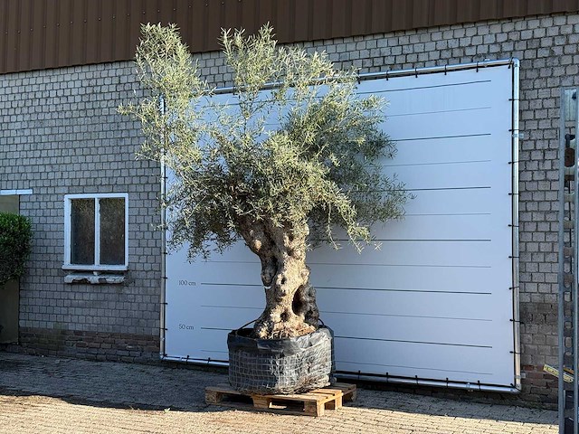 Olijfboom bonsai xl - olea europaea - ca. 150 jaar oud - hoogte ca. 280 cm - afbeelding 2 van  7
