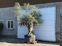 Olijfboom bonsai xl - olea europaea - ca. 150 jaar oud - hoogte ca. 280 cm - afbeelding 2 van  7
