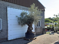 Olijfboom bonsai xl - olea europaea - ca. 150 jaar oud - hoogte ca. 280 cm - afbeelding 3 van  7