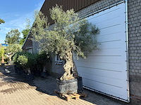 Olijfboom bonsai xl - olea europaea - ca. 150 jaar oud - hoogte ca. 280 cm - afbeelding 4 van  7