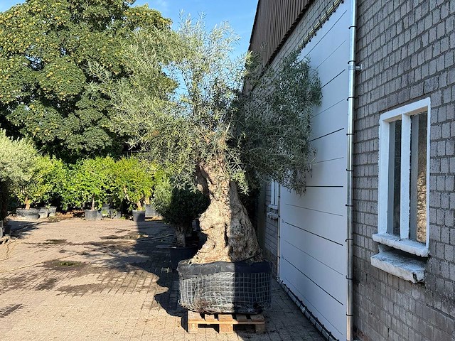 Olijfboom bonsai xl - olea europaea - ca. 150 jaar oud - hoogte ca. 280 cm - afbeelding 5 van  7