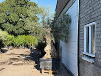 Olijfboom bonsai xl - olea europaea - ca. 150 jaar oud - hoogte ca. 280 cm - afbeelding 5 van  7