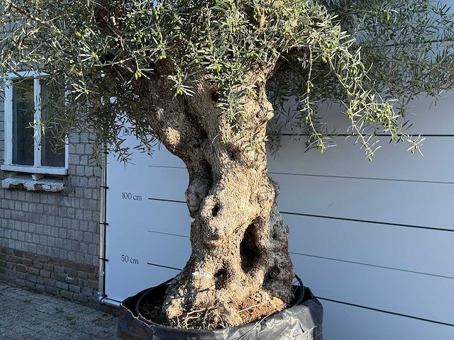 Olijfboom bonsai xl - olea europaea - ca. 150 jaar oud - hoogte ca. 280 cm - afbeelding 6 van  7
