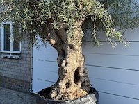 Olijfboom bonsai xl - olea europaea - ca. 150 jaar oud - hoogte ca. 280 cm - afbeelding 6 van  7