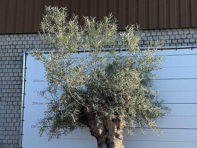 Olijfboom bonsai xl - olea europaea - ca. 150 jaar oud - hoogte ca. 280 cm - afbeelding 7 van  7
