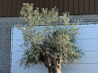 Olijfboom bonsai xl - olea europaea - ca. 150 jaar oud - hoogte ca. 280 cm - afbeelding 7 van  7
