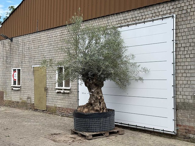 Olijfboom bonsai xl - olea europaea - ca. 150 jaar oud - hoogte ca. 280 cm - afbeelding 1 van  3