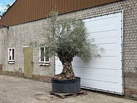 Olijfboom bonsai xl - olea europaea - ca. 150 jaar oud - hoogte ca. 280 cm - afbeelding 1 van  3