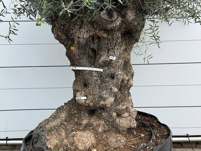 Olijfboom bonsai xl - olea europaea - ca. 150 jaar oud - hoogte ca. 280 cm - afbeelding 2 van  3
