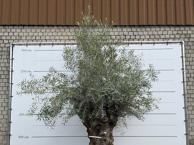 Olijfboom bonsai xl - olea europaea - ca. 150 jaar oud - hoogte ca. 280 cm - afbeelding 3 van  3