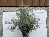 Olijfboom bonsai xl - olea europaea - ca. 150 jaar oud - hoogte ca. 280 cm - afbeelding 3 van  3