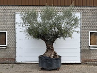 Olijfboom bonsai xl - olea europaea - ca. 150 jaar oud - hoogte ca. 280 cm