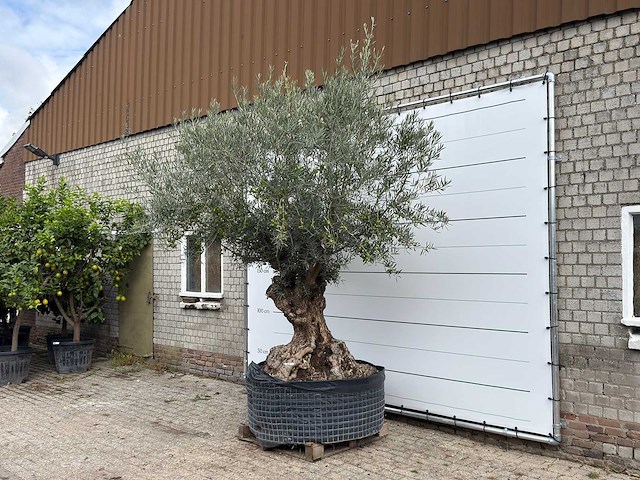 Olijfboom bonsai xl - olea europaea - ca. 150 jaar oud - hoogte ca. 280 cm - afbeelding 2 van  7