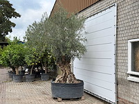 Olijfboom bonsai xl - olea europaea - ca. 150 jaar oud - hoogte ca. 280 cm - afbeelding 3 van  7